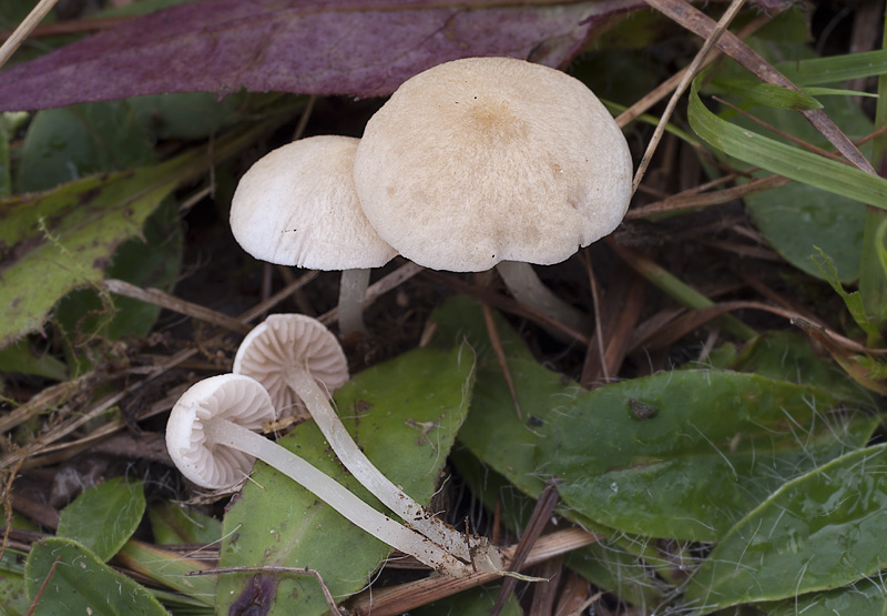 Entoloma sericellum